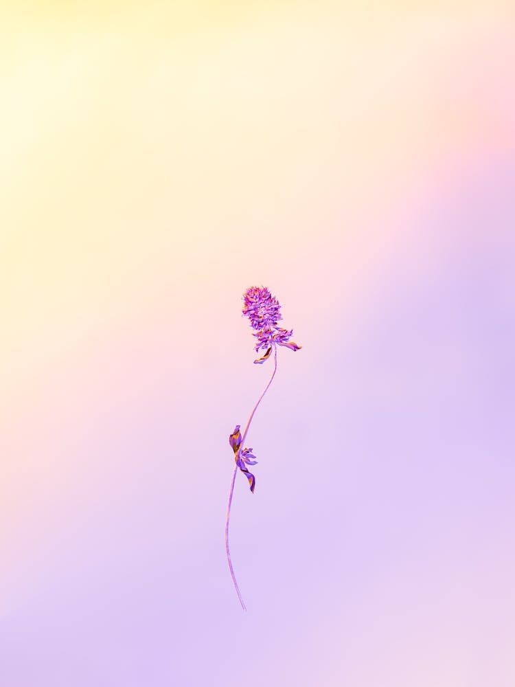 Flower With Pastel Background