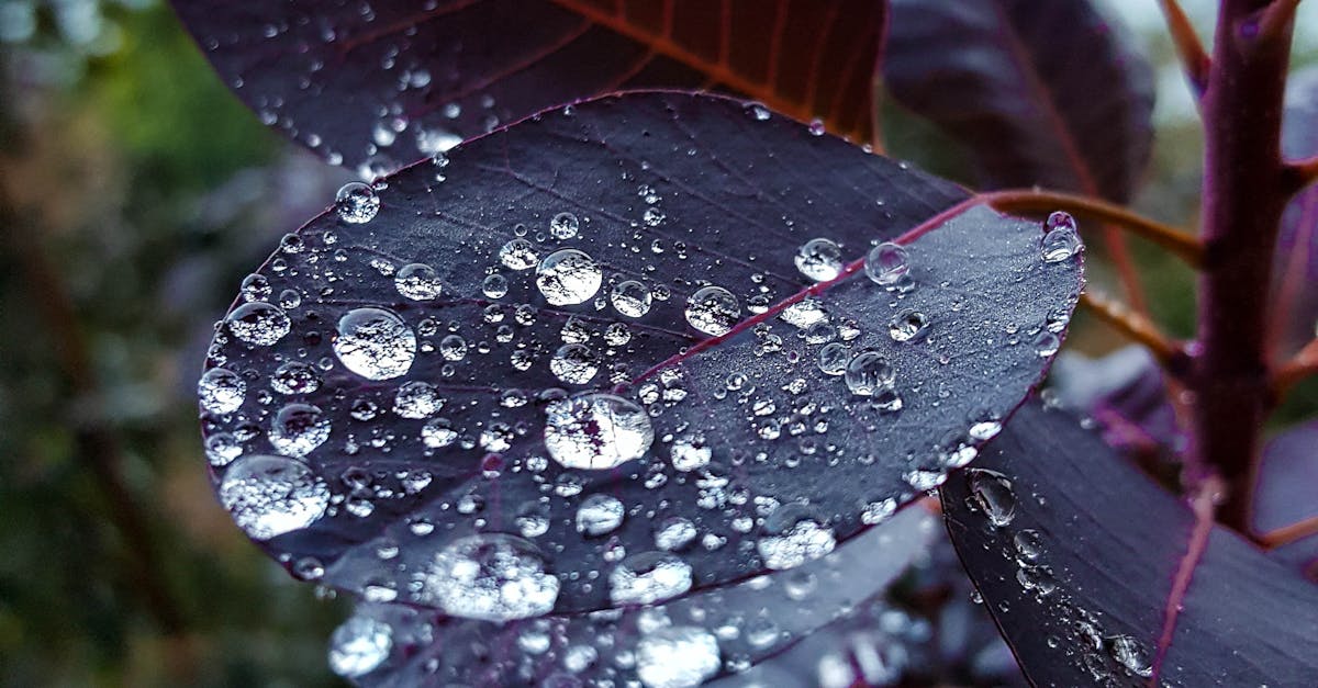 Free stock photo of autumn, dew, drop of water