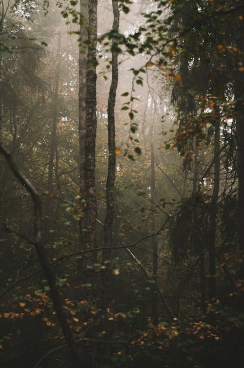 Foto stok gratis alam, hutan, kabut