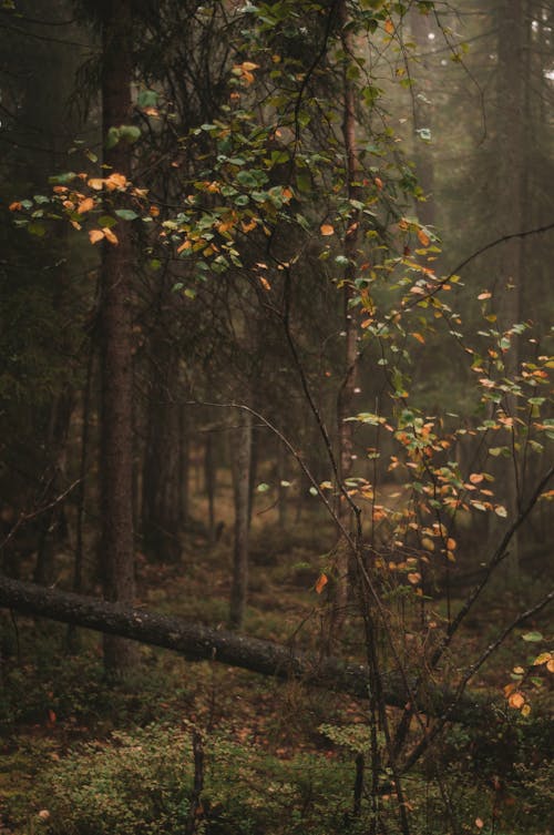 Foto stok gratis alam, hutan musim gugur, lingkungan Hidup
