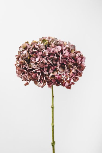 Minimalist dried hydrangea bloom with a white background, perfect for wallpapers and decor.