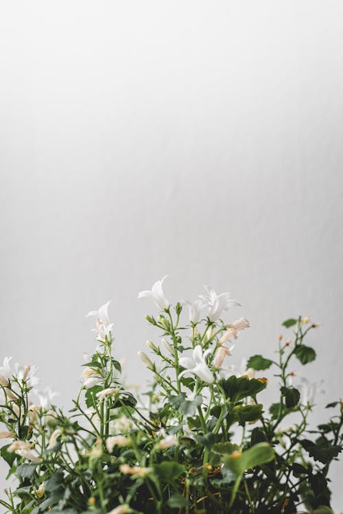 White Flowers With Green Leaves