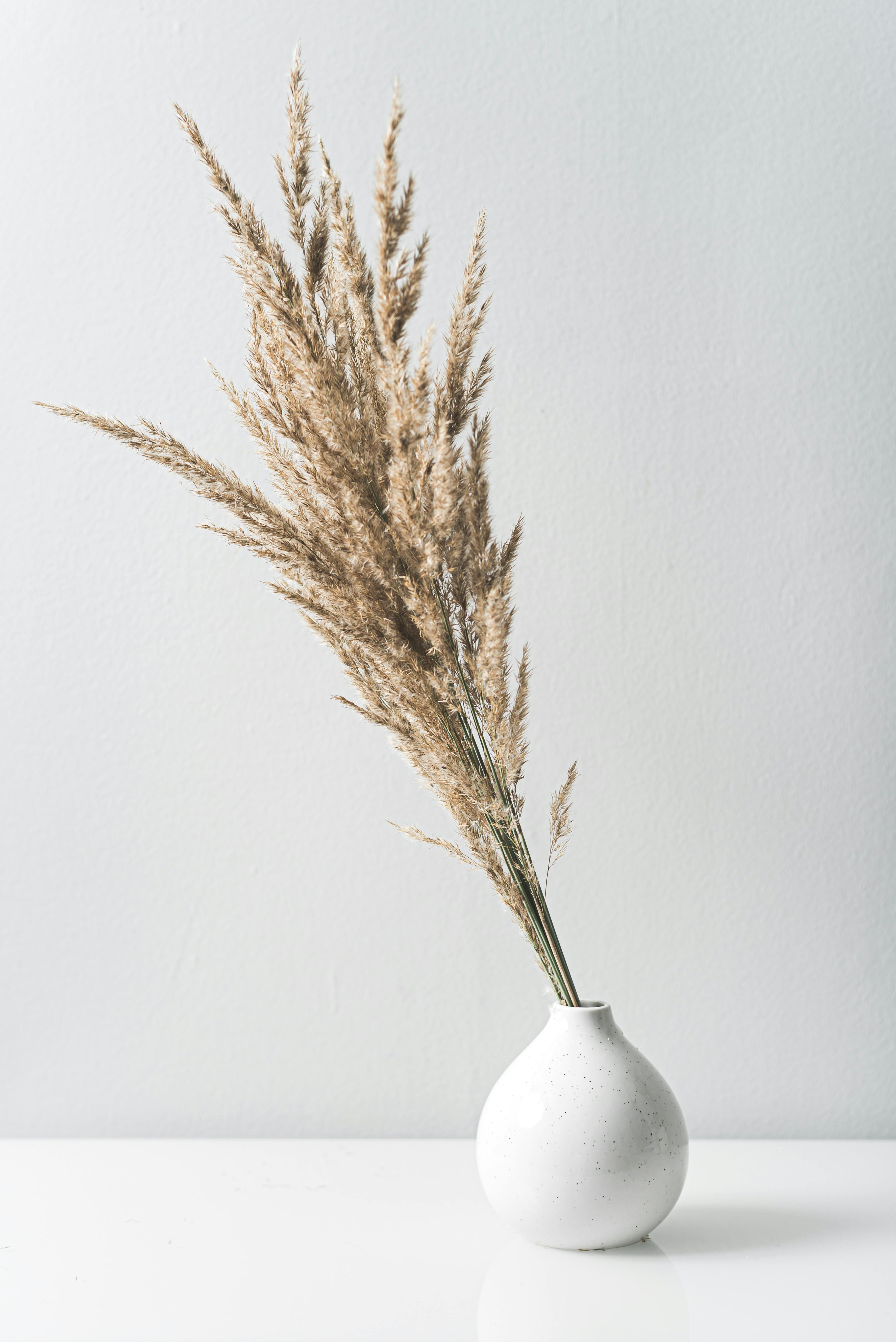 Elegant white vase with dried pampas grass against a soft gray background, perfect for modern home decor.