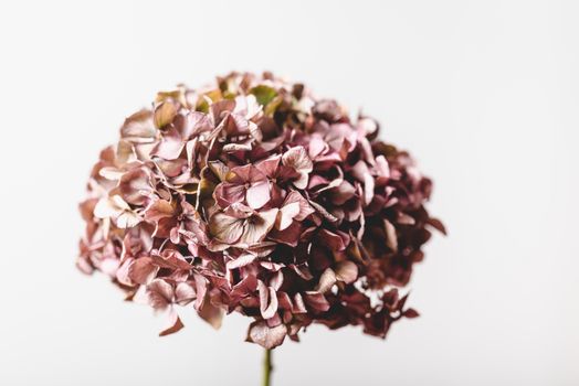 Selective Focus Photo of a Wilted Hydrangea Flower