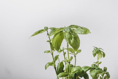 Close-Up Photo of Green Basil Leaves