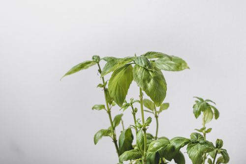 Free Close-up of vibrant basil leaves, perfect as a culinary herb or indoor plant. Stock Photo