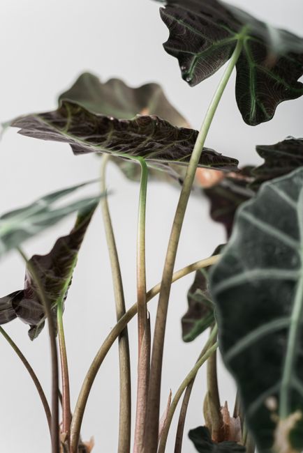 Detailed close-up of Alocasia plant stems and leaves against a white background showing texture.