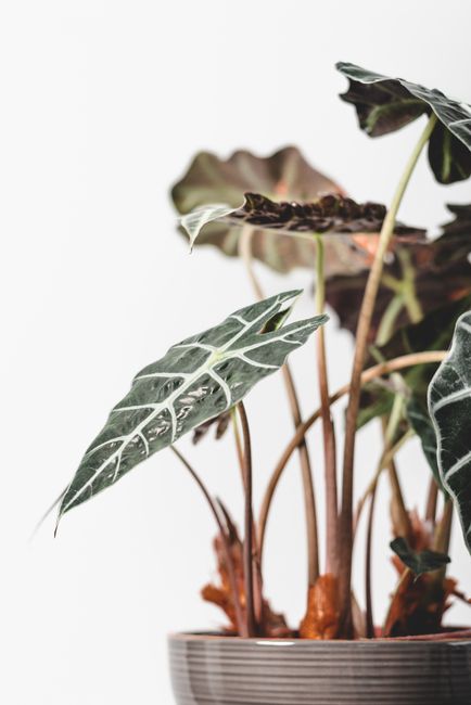 Close-up of an Alocasia plant in a textured pot against a white background.
