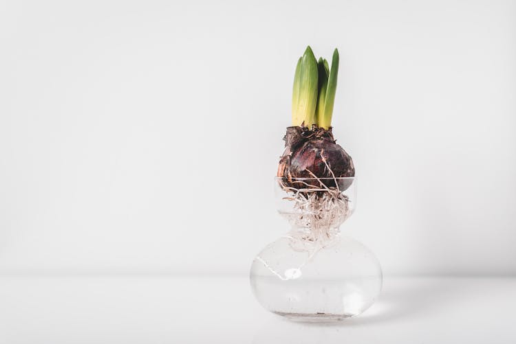 Onion With Leaves On Clear Glass Vase