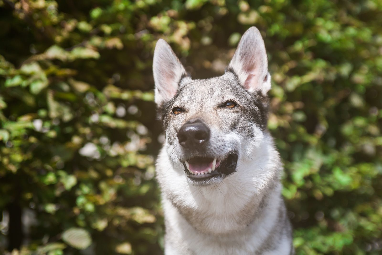 Czechoslovakian Wolfdog portrait outdoors, photo on Pexels