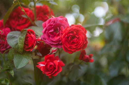 Selective Focus Photo of Red Roses in Bloom