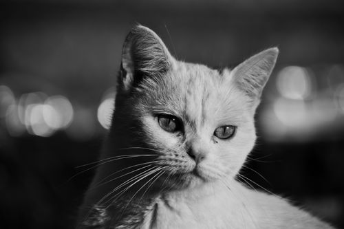 Free Monochrome close-up of a domestic cat with focus on whiskers and fur. Stock Photo