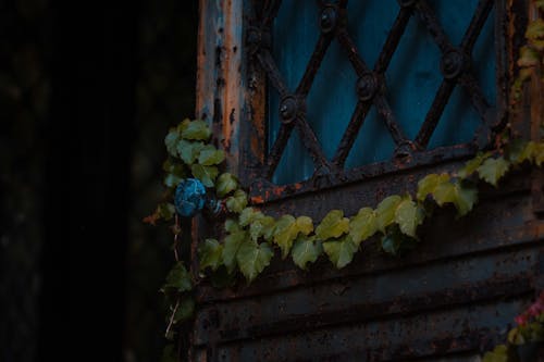 Rusty metal door with climbing plant