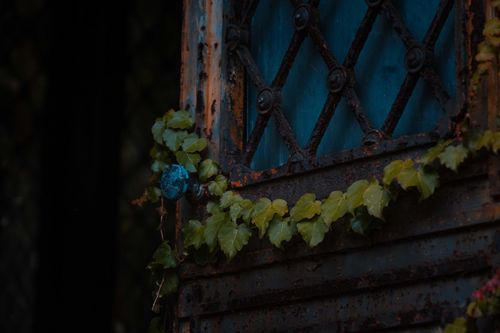 Free Low angle of weathered metal door with damaged corroded parts of abandoned building with ivy plant Stock Photo