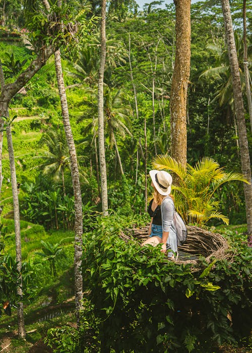 Gratis Foto stok gratis alam, Bali, hutan Foto Stok