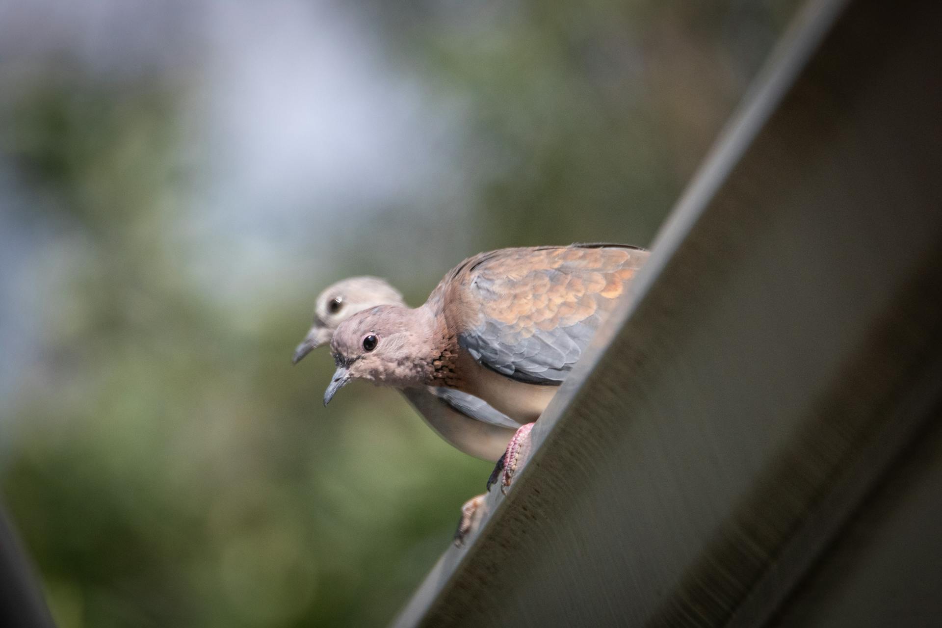 A close-up shot of two Laughing Doves perched on a metal gutter with a blurred natural background.