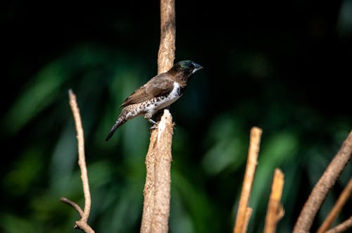Close-Up Shot of a Passerine Bird Perched on a Twig
