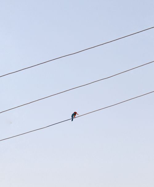 Free A solitary kingfisher bird perched on an electric line against a pale blue sky. Stock Photo