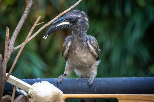 Selective Focus Photo of a Black and Gray Hornbill