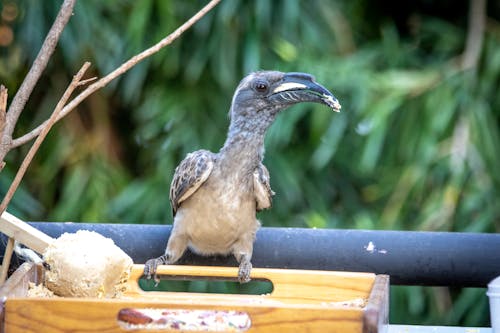 A Hornbill Bird in Close-Up Photography