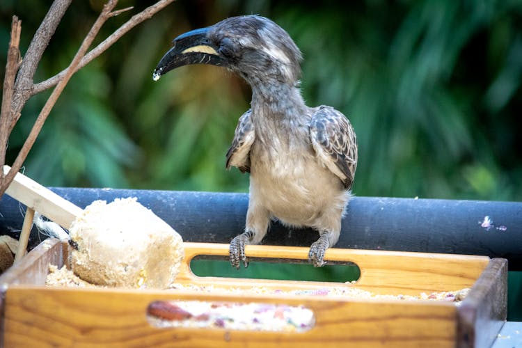 Brown And Black Bird On A Wooden Bird Feeder