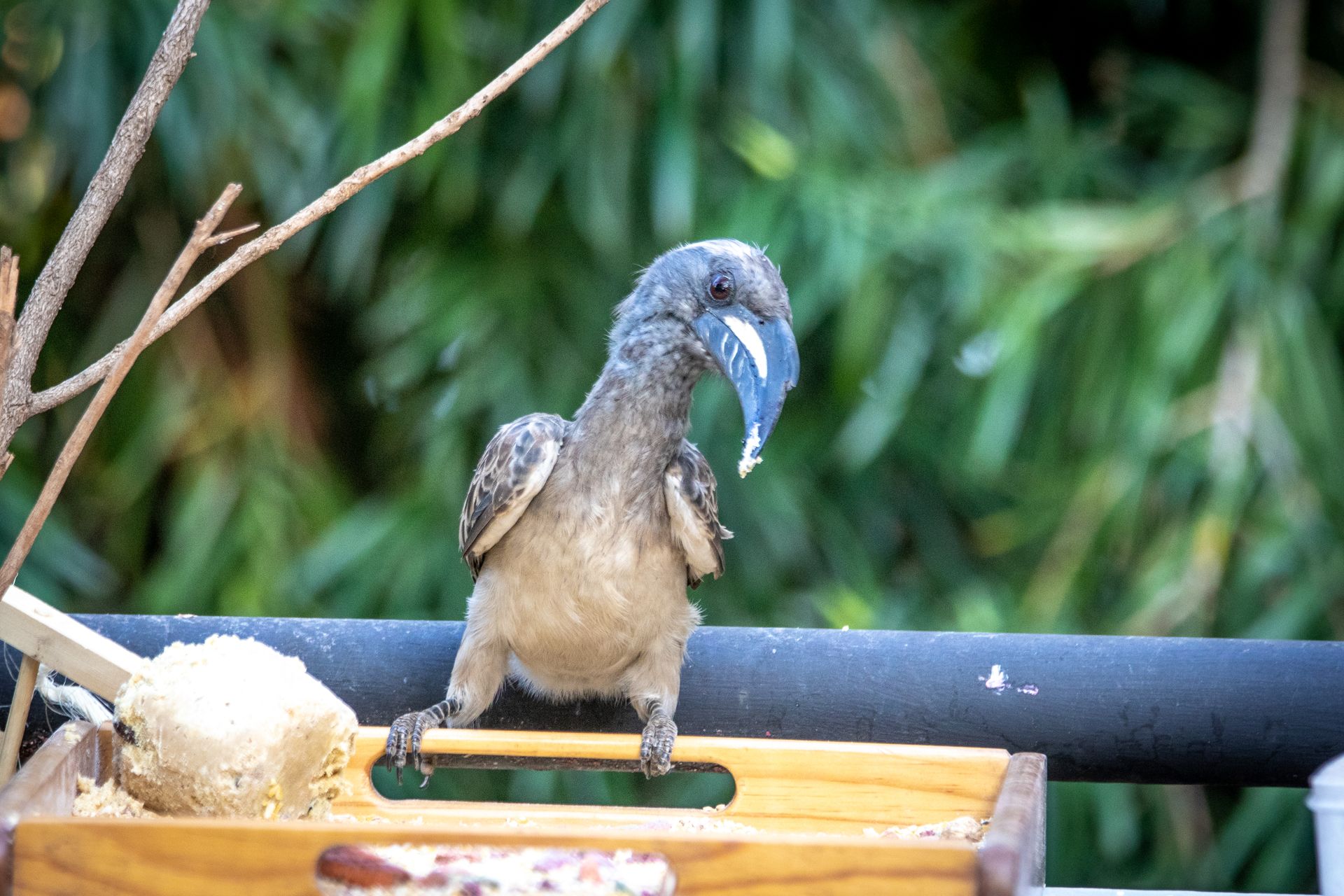 A hornbill perched on a wooden feeder, surrounded by lush greenery.