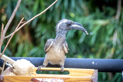 Hornbill Bird Perched on a Wooden Bird Feeder