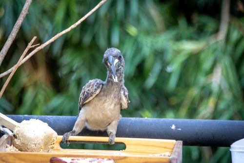 Free A hornbill bird perched on a tree branch, captured in a close-up setting outdoors. Stock Photo