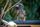 hornbill