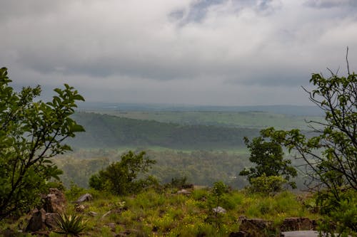 Free Green Trees on the Mountain Stock Photo