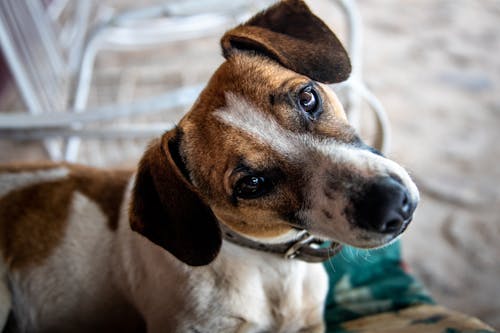 Free Close-Up Shot of a Brown and White Dog Stock Photo
