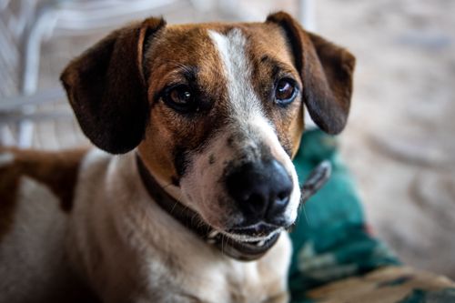 Free Close-up of a brown and white dog with soulful eyes, showcasing its curious expression. Stock Photo
