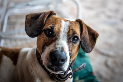 Free Close-Up Shot of a Brown and White Dog Stock Photo