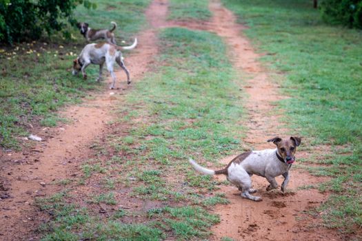 Three playful dogs running freely on a scenic dirt path surrounded by greenery.