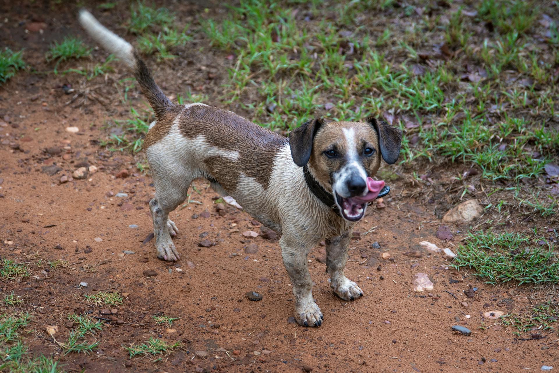 Close-Up Shot of a Brown and White Dog