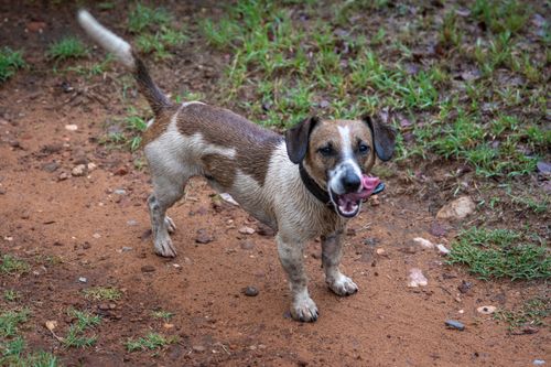 Free A small wet dog stands on a muddy path, playfully licking its nose in an outdoor setting. Stock Photo