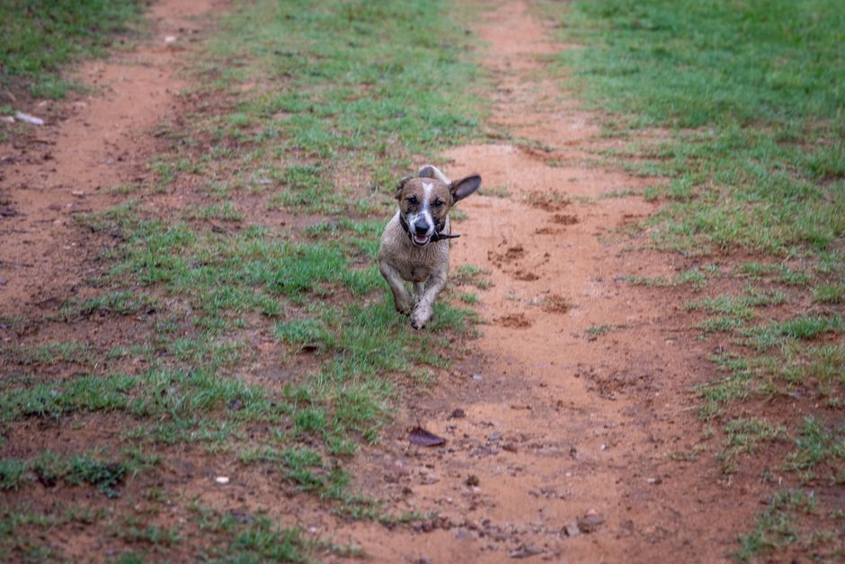 happy dog running across a wide open grassy field at a ranch retreat happy dog running across a wide open grassy field at a ranch retreat