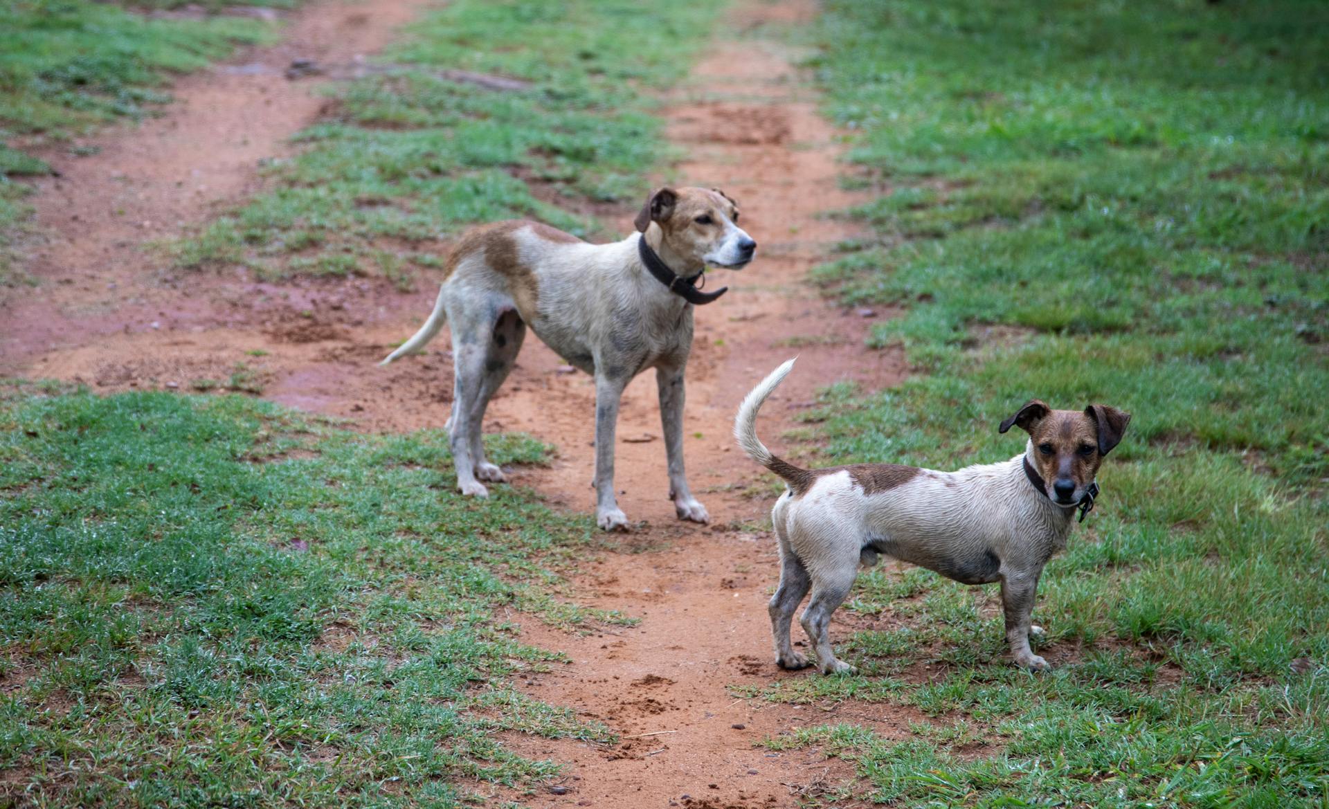 Dogs Standing on the Grass