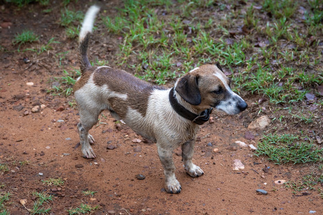Close-Up Shot of a Brown and White Dog · Free Stock Photo