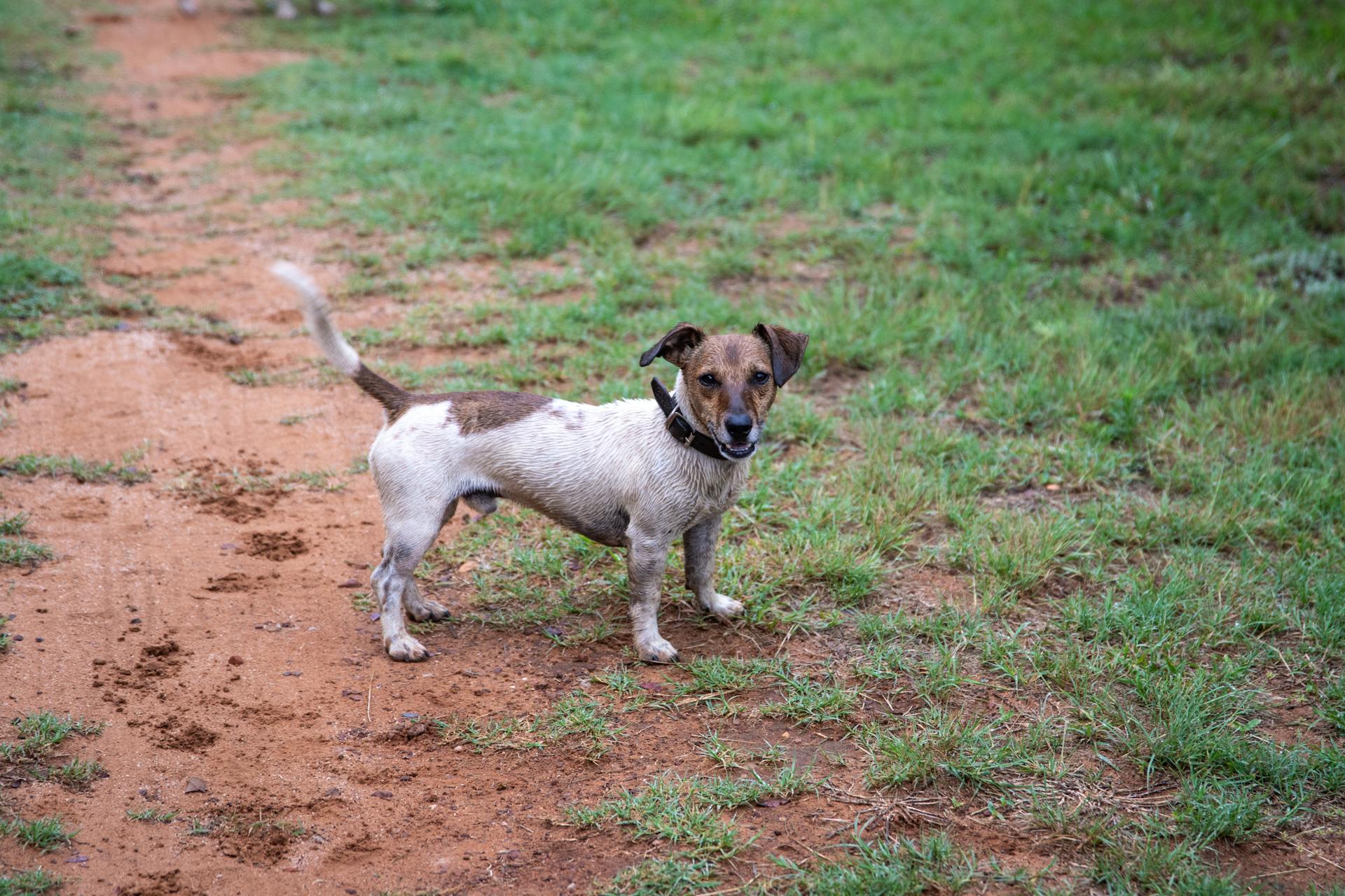 A Brown and White Dog on the Grass