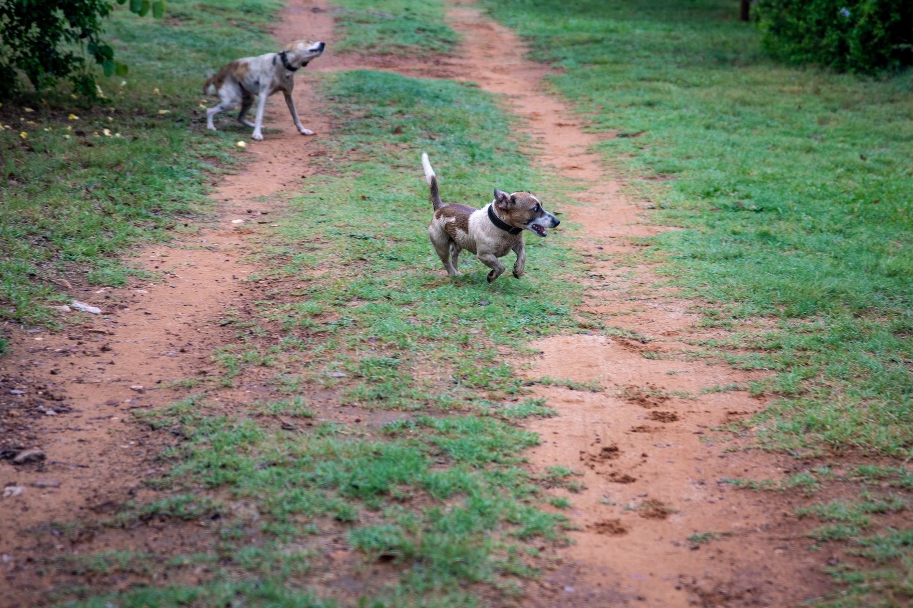 Afrika yaban köpekleri doğal ortamda koşuyor