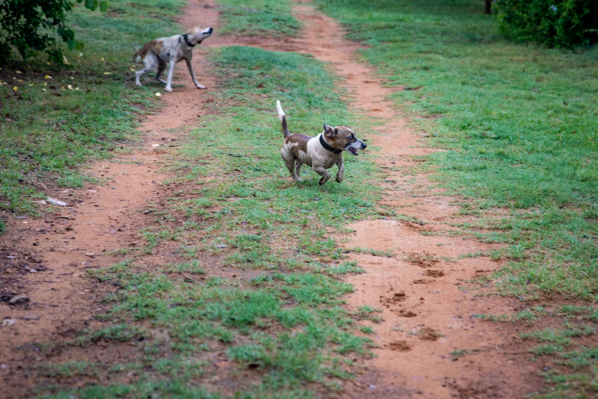 Dogs Running on the Grass