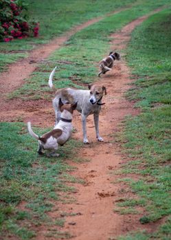 Three playful dogs running and playing on a dirt path surrounded by greenery.