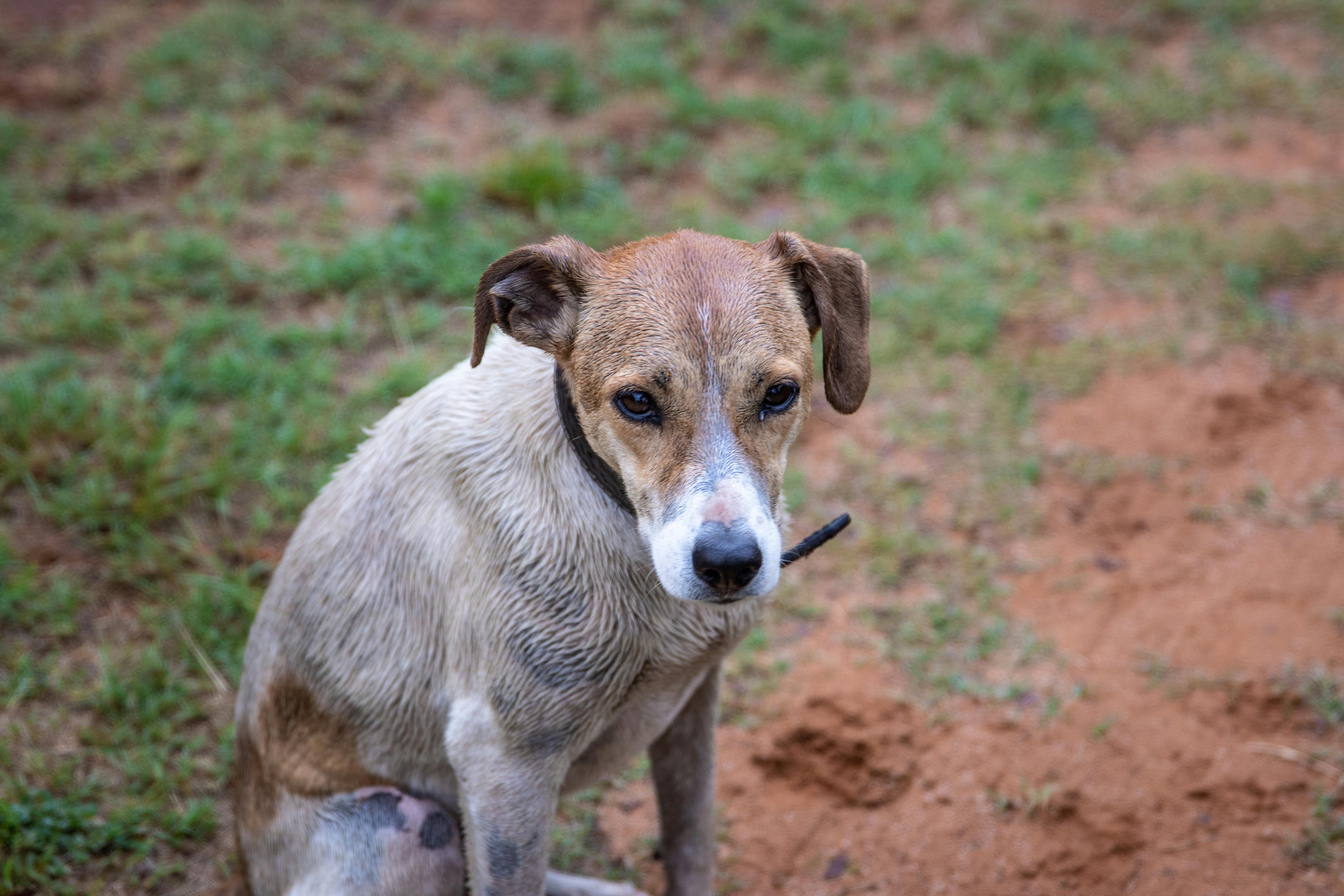 Should you allow your dog to lick you?