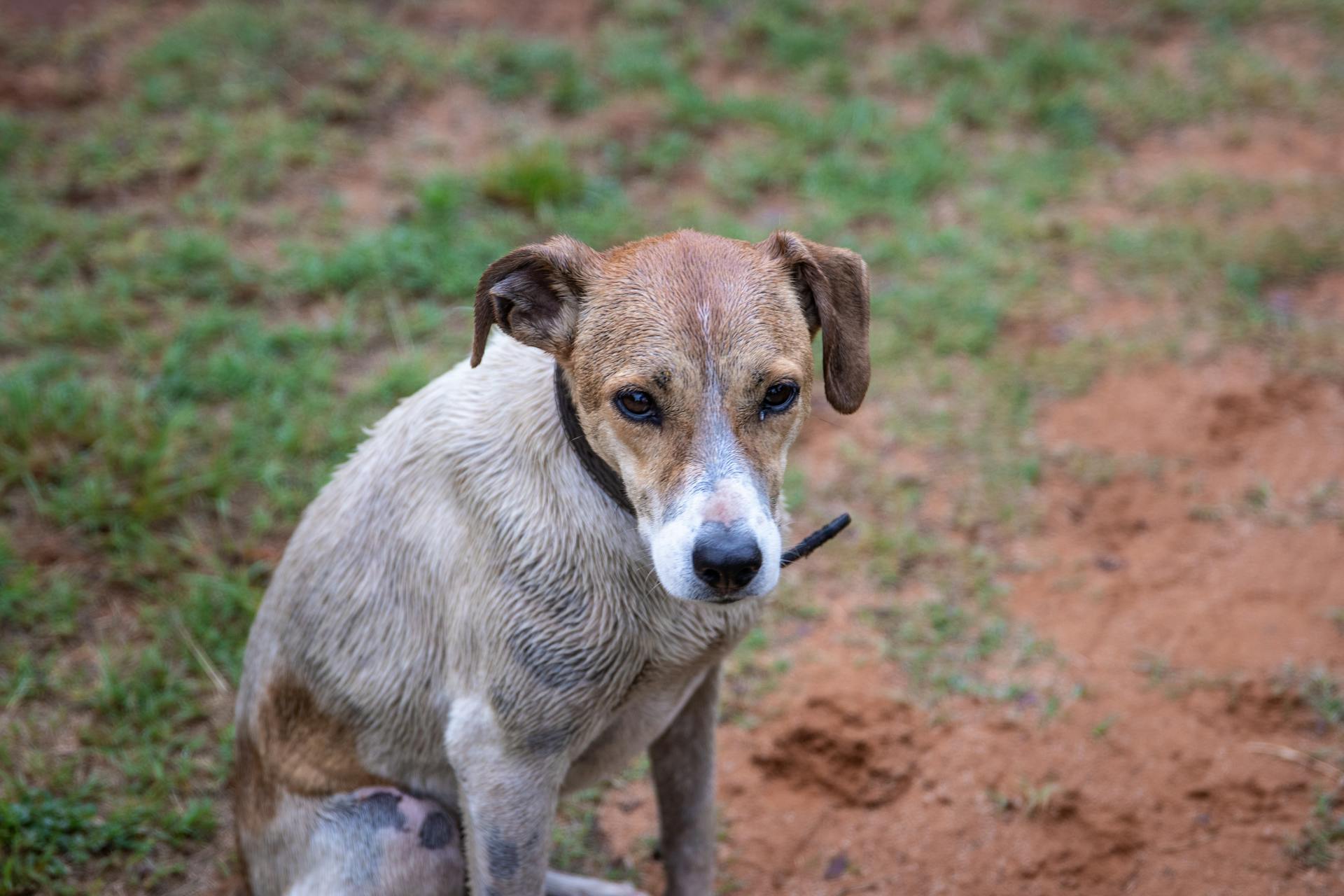 Brown and White Short Coated Dog on Brown Soil