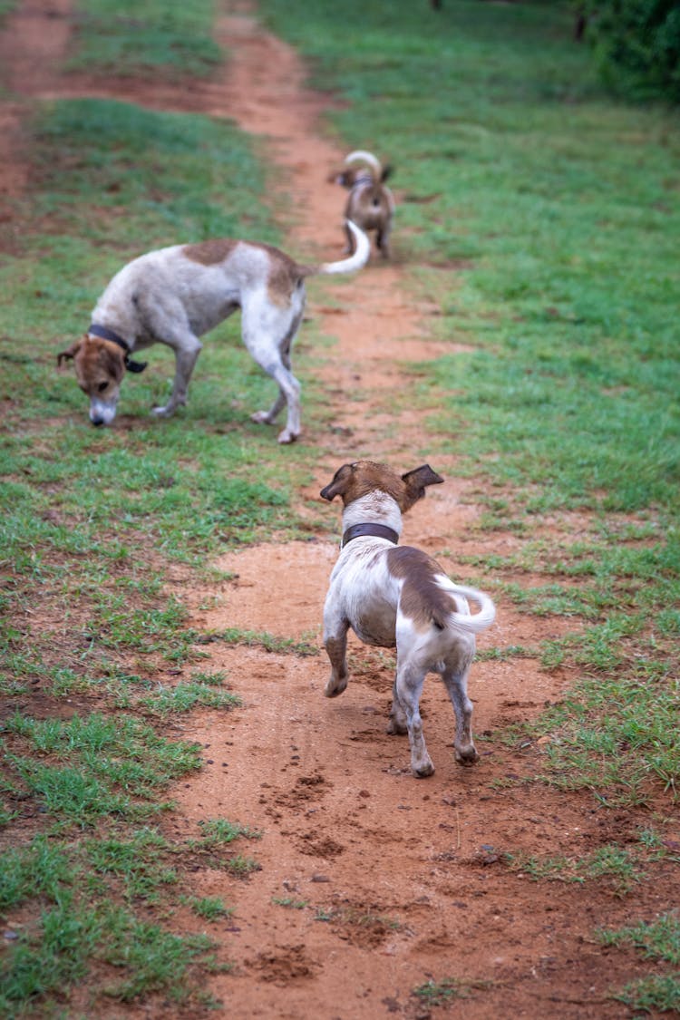 Brown And White Dogs  On Brown Soil