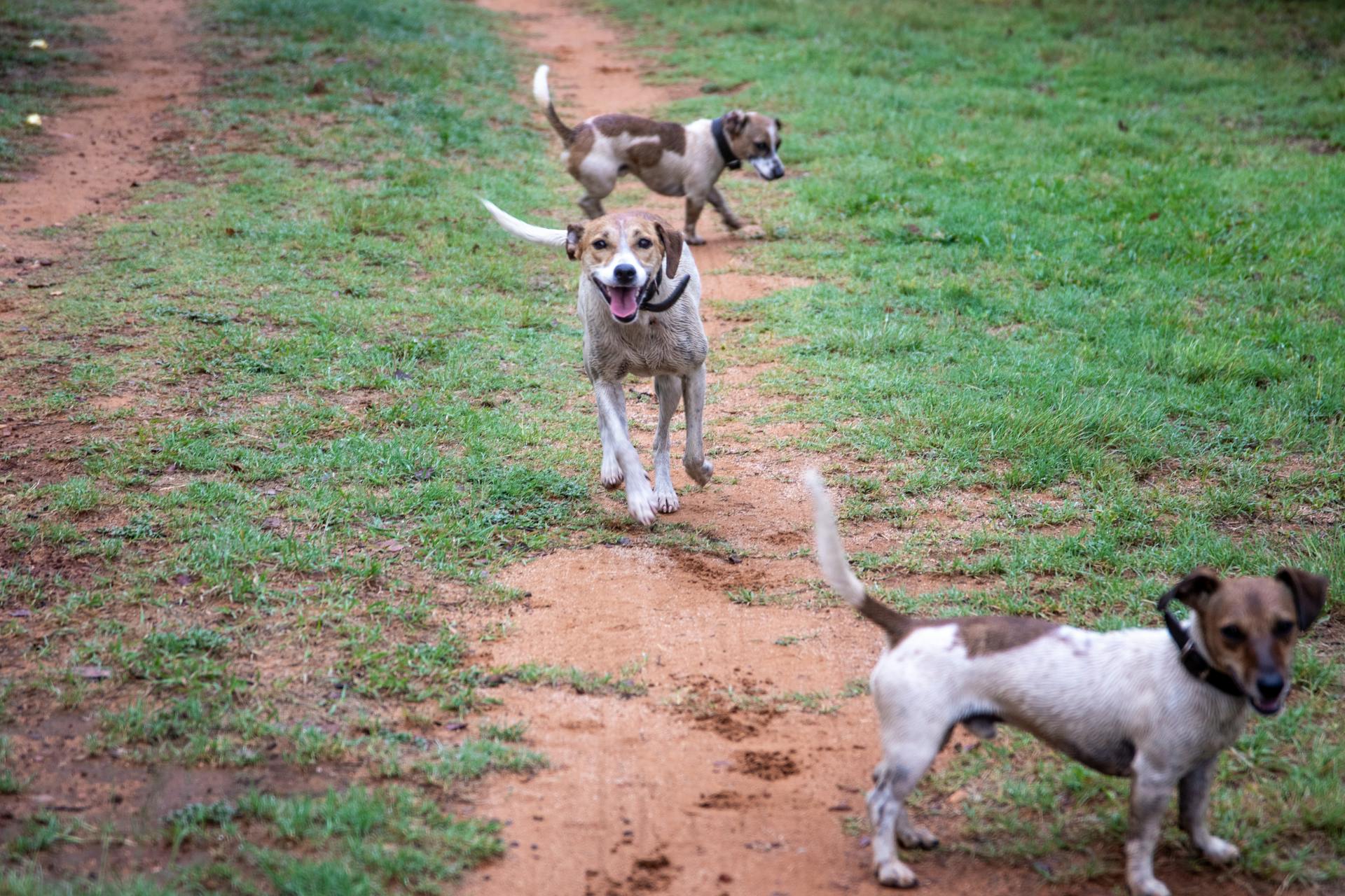 Brown and White Dogs on Brown Ground