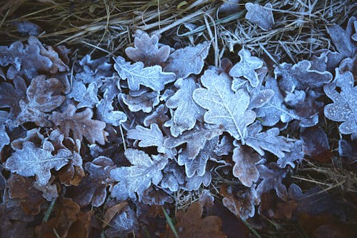 Snow Covered  Leaves