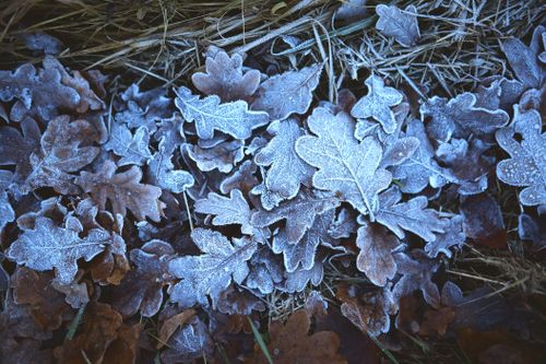 Free Close-up of frosty oak leaves under morning light, capturing winter's beauty. Stock Photo