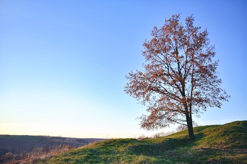 가을, 갈색, 경치의 무료 스톡 사진